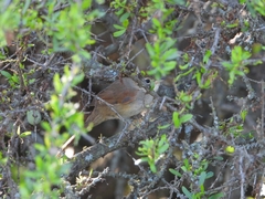 Phacellodomus striaticollis