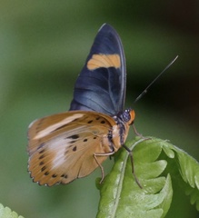Euphaedra phaethusa phaethusa