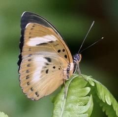 Euphaedra phaethusa phaethusa