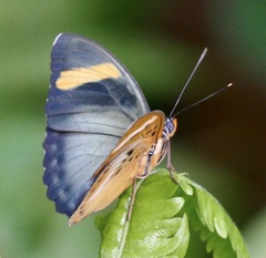 Euphaedra phaethusa phaethusa