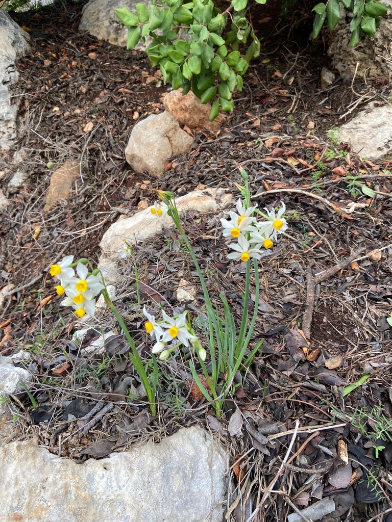 Bunch-flowered Daffodil from West Bank, PS on December 25, 2021 at 12: ...