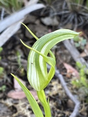 Pterostylis monticola