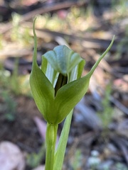 Pterostylis monticola