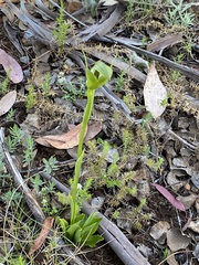 Pterostylis monticola