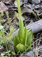 Pterostylis monticola