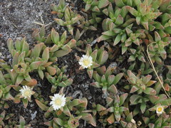Delosperma guthriei