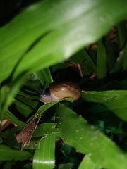 Macrochlamys hippocastaneum