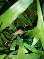 Macrochlamys hippocastaneum