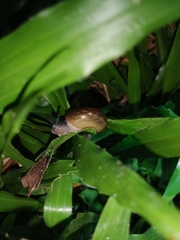 Macrochlamys hippocastaneum