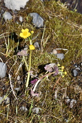 Caltha violacea