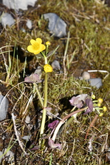 Caltha violacea