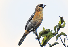 Schistochlamys ruficapillus