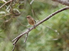 Phoenicurus auroreus