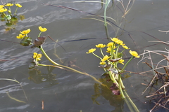 Caltha violacea