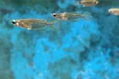 Oryzias javanicus