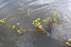 Caltha violacea