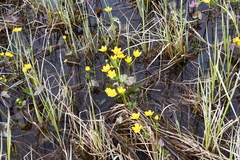 Caltha violacea