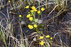 Caltha violacea