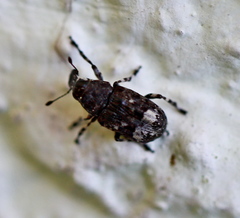 Tropideres albirostris