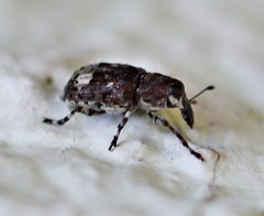 Tropideres albirostris