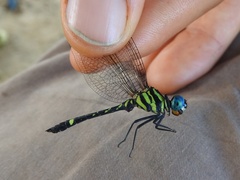 Tetrathemis camerunensis
