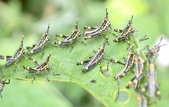 Zonocerus variegatus