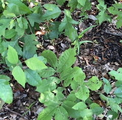 Toxicodendron pubescens