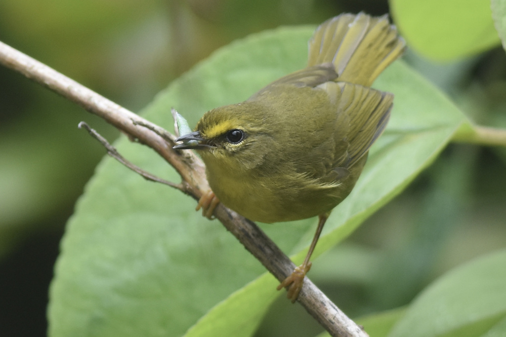 Pale-Legged Warbler