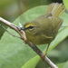 Pale-legged Warbler - Photo (c) David Baake, some rights reserved (CC BY-NC), uploaded by David Baake