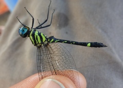 Tetrathemis camerunensis