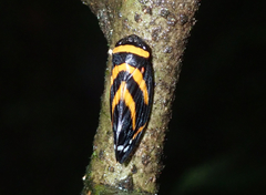 Sphodroscarta trivirgata