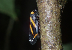 Sphodroscarta trivirgata