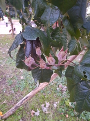 Angiospermae