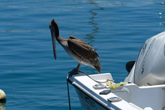 Pelecanus occidentalis