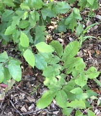 Toxicodendron pubescens