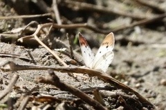 Colotis danae eupompe