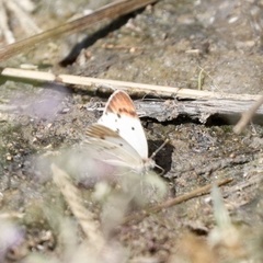 Colotis danae eupompe