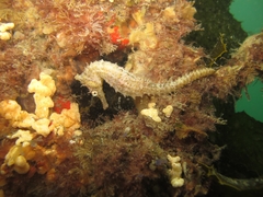 Hippocampus whitei