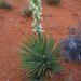 Yucca angustissima - Photo (c) Bryant Olsen,  זכויות יוצרים חלקיות (CC BY-NC)