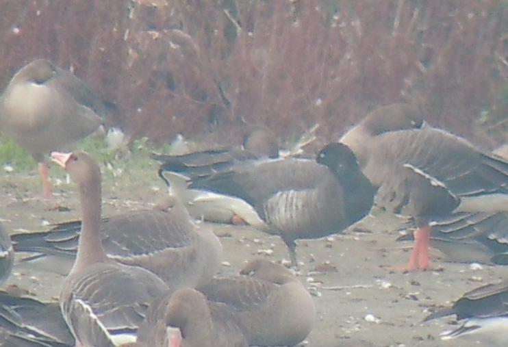 Brant Goose