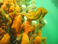 Hippocampus whitei