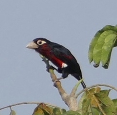 Lybius bidentatus