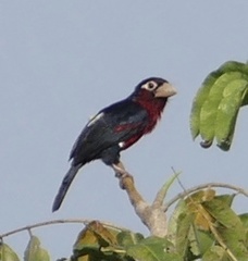 Lybius bidentatus