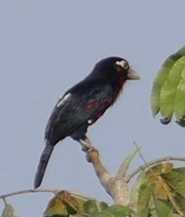 Lybius bidentatus