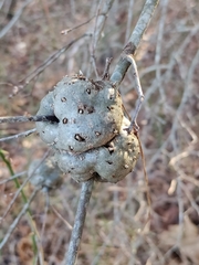 Callirhytis quercuscornigera