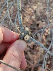 Callirhytis quercuscornigera