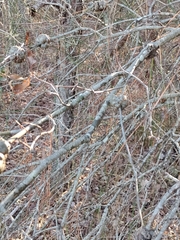 Callirhytis quercuscornigera