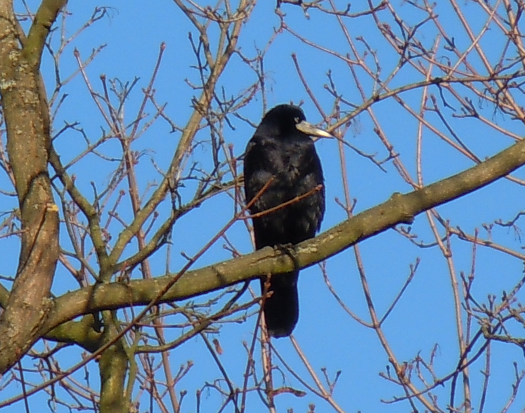 Rook