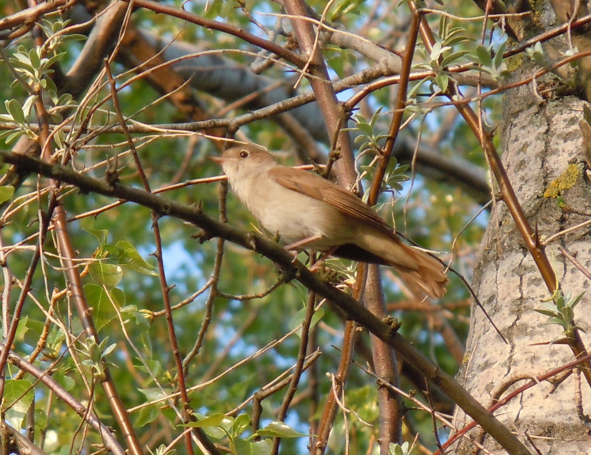 Common Nightingale