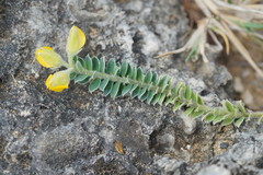 Crotalaria similis
